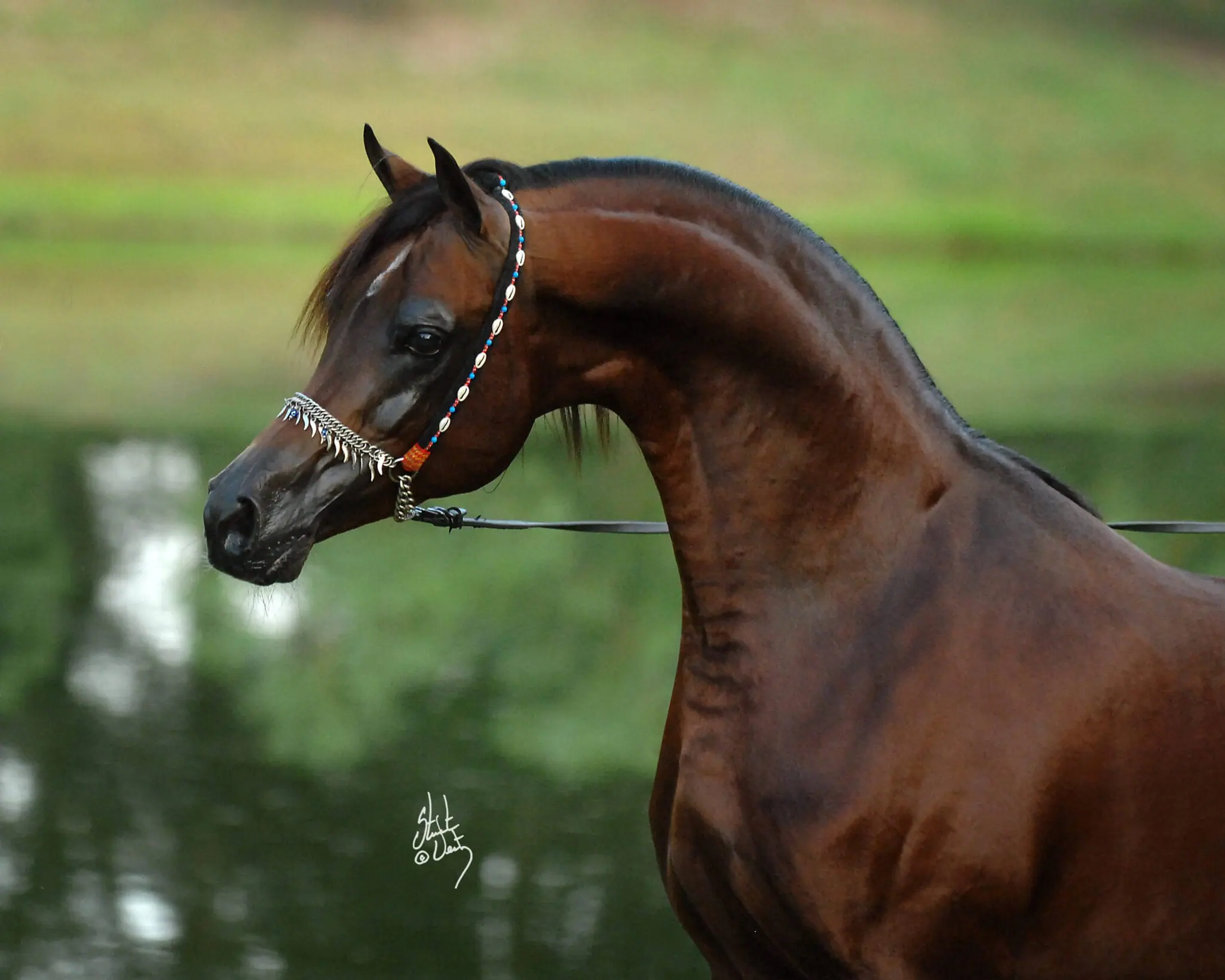 Alshaqab