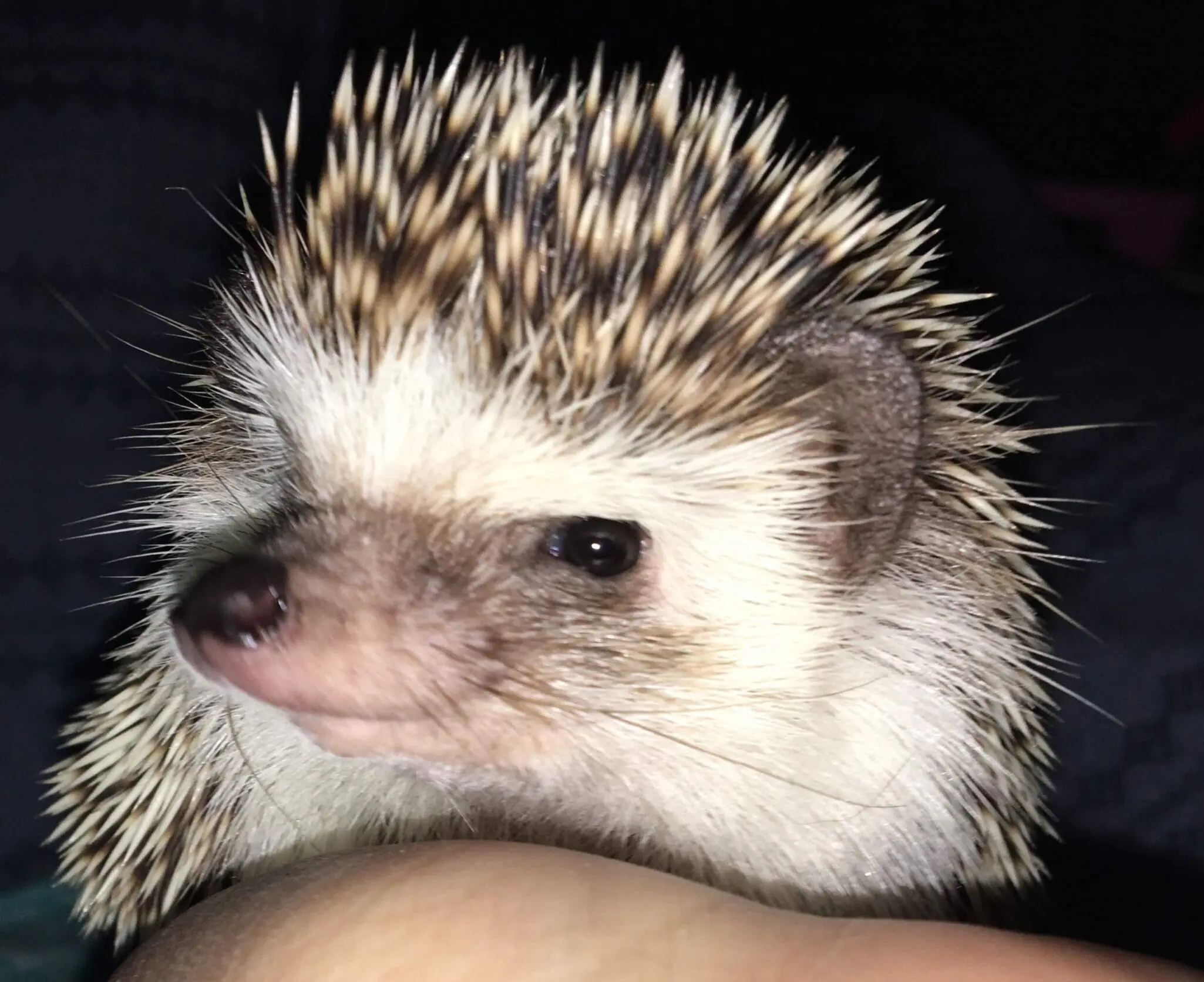 Pilar