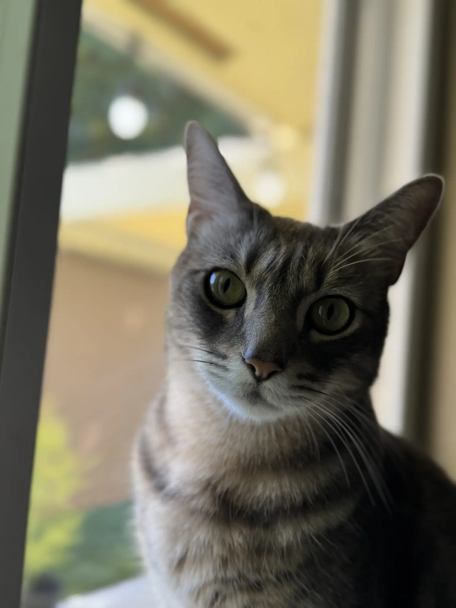 KitKat