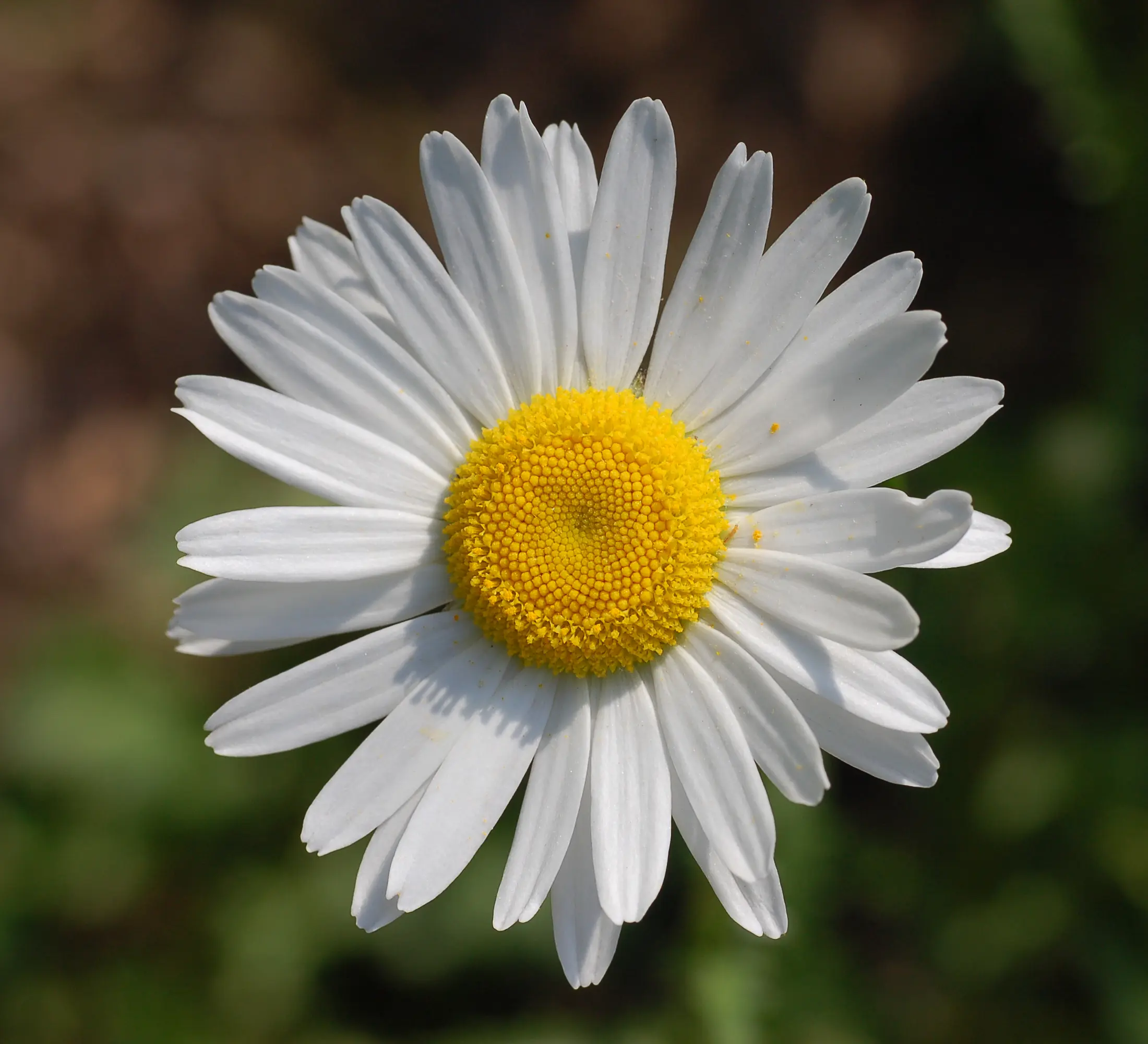 DaisyH