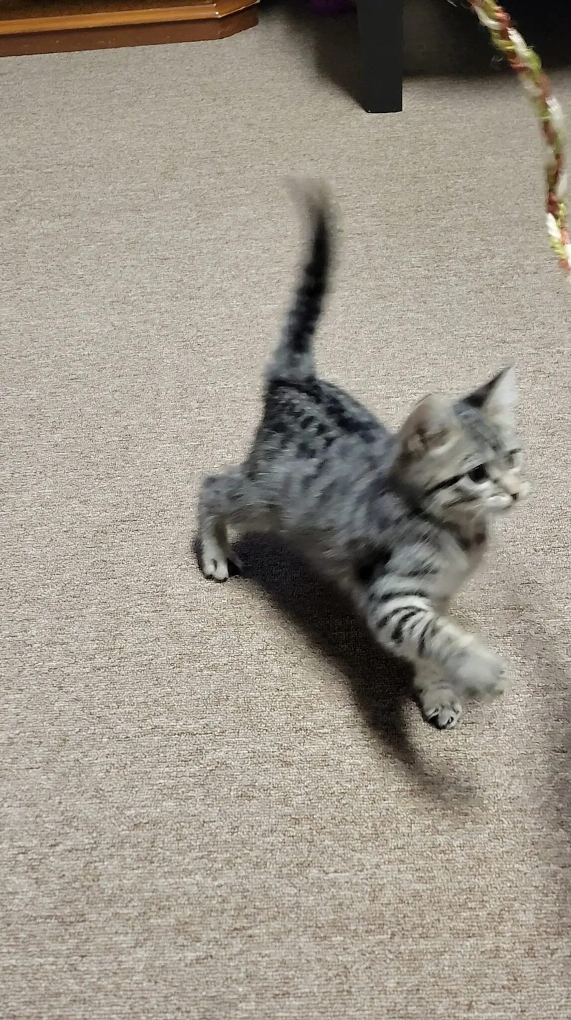 Jeni