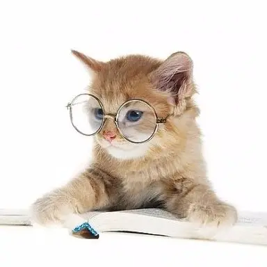 Haiku Kitty